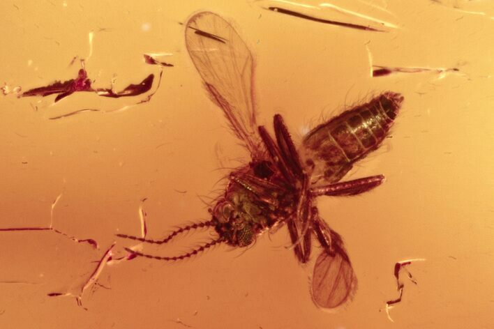 Fossil Biting Midge (Ceratopogonidae) in Baltic Amber #272246